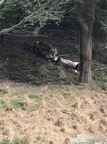 宁波老虎伤人视频,悲剧背后的反思与警示