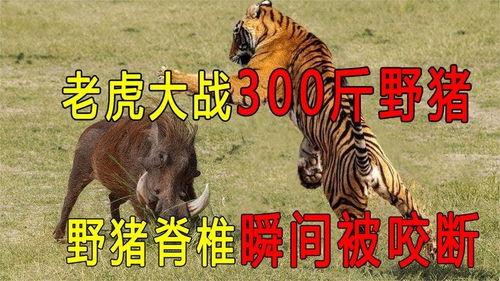 野猪老虎大战视频,惊心动魄的丛林对决