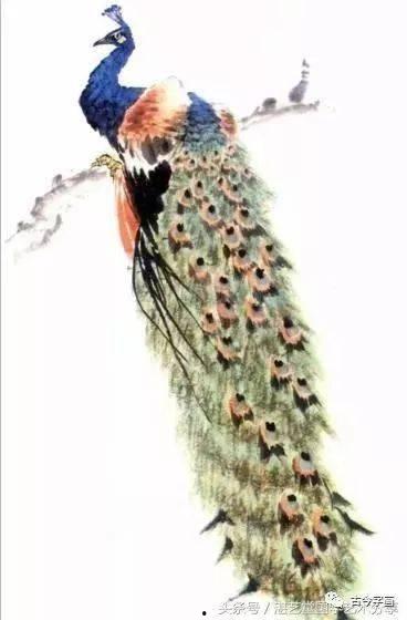 写意孔雀画法视频,写意孔雀画法揭秘