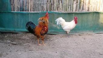 最凶猛土鸡斗鸡视频,最凶猛土鸡斗鸡现场惊心动魄