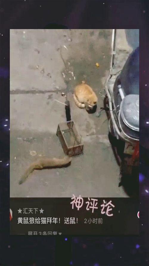 黄鼠狼吃老鼠的视频,自然界中的生存智慧