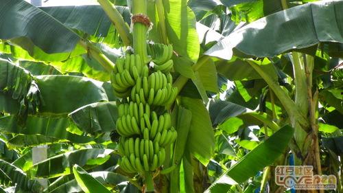 乡蕉视频,探寻乡村魅力，记录美好生活瞬间