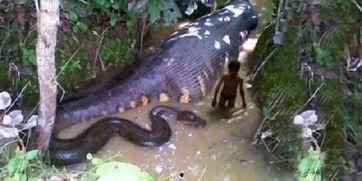 蛇吞女孩视频,蛇吞女孩，揭秘神秘事件背后的真相