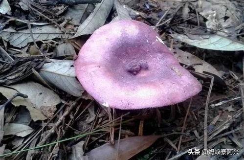 捡野生菌视频,野生菌捡拾之旅