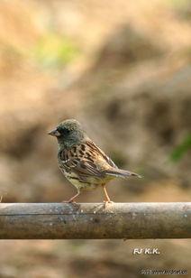 灰头鹀叫声 视频,鸟语中的自然旋律