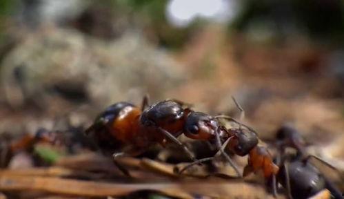 观察蚂蚁视频,揭秘勤劳小生命的智慧生活