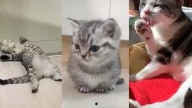 猫猫视频大全搞笑可爱,猫猫视频大全搞笑可爱集锦