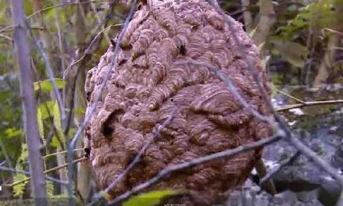 葫芦蜂养殖视频,揭秘高效生态养殖新模式