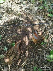 竹鸡捕捉视频,野外生存技巧大揭秘