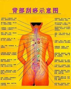 膀胱经刮痧视频,疏通经络，养生保健的神奇之旅