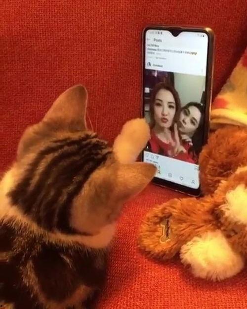 猫咪影院在线播放视频,萌宠视频盛宴，在线观看乐翻天