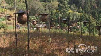 致富经胡蜂养殖视频