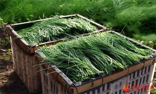 沙葱的种植方法视频,视频教程详解