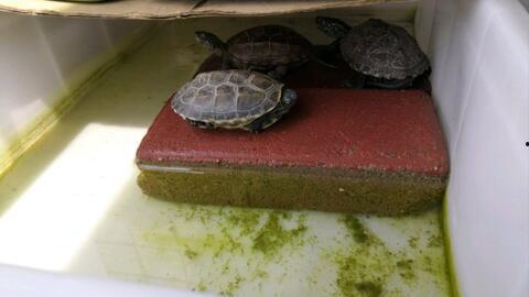 小草龟视频,探寻自然之美，感受生命奇迹