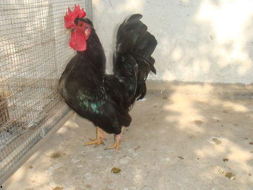 观赏鸡视频,观赏鸡视频带你领略鸡界风采