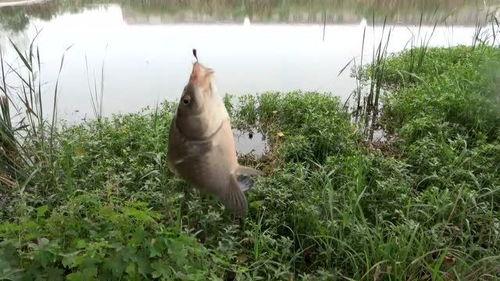 钓鲫鱼视频大全,视频大全精华汇总