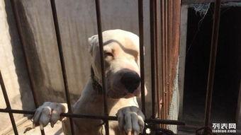 杜高犬交配视频,揭秘顶级犬种繁育过程