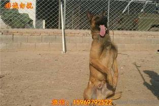 马犬斗狗视频,马犬斗狗现场直击