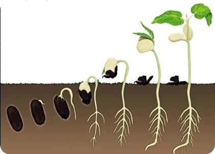 种子生长过程视频