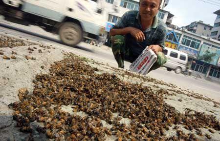 爬蜂病视频,视频深度解析