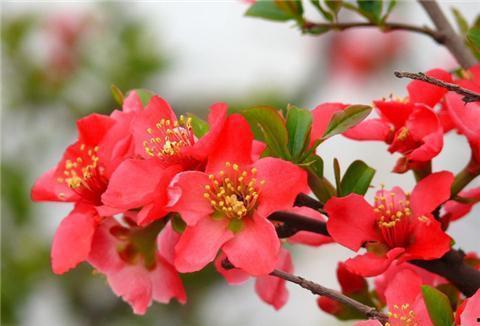 海棠花修剪视频