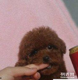 烧泰迪视频,烧泰迪视频引发社会公愤