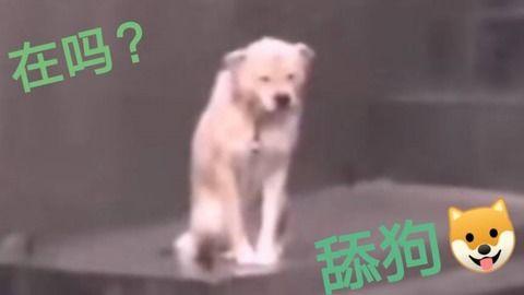 舔狗视频,揭秘现代社交中的情感陷阱与自我救赎